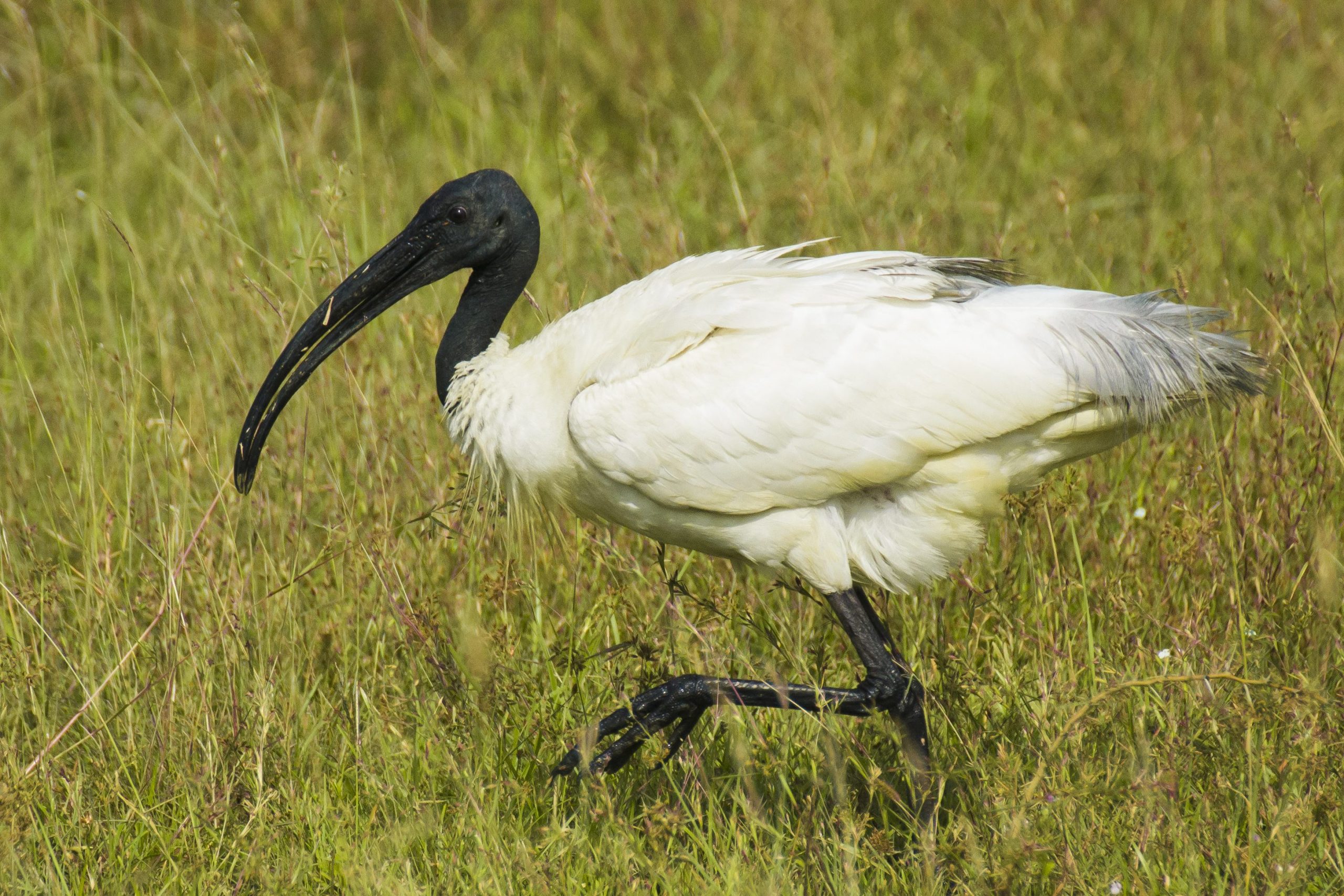 Ibis 1 ibis scaled